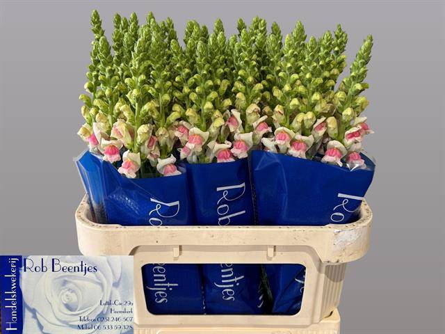 <h4>Antir Appleblossom Beentjes</h4>