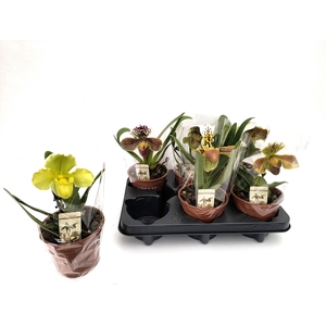 PAPH AMERIKA HYB GEM