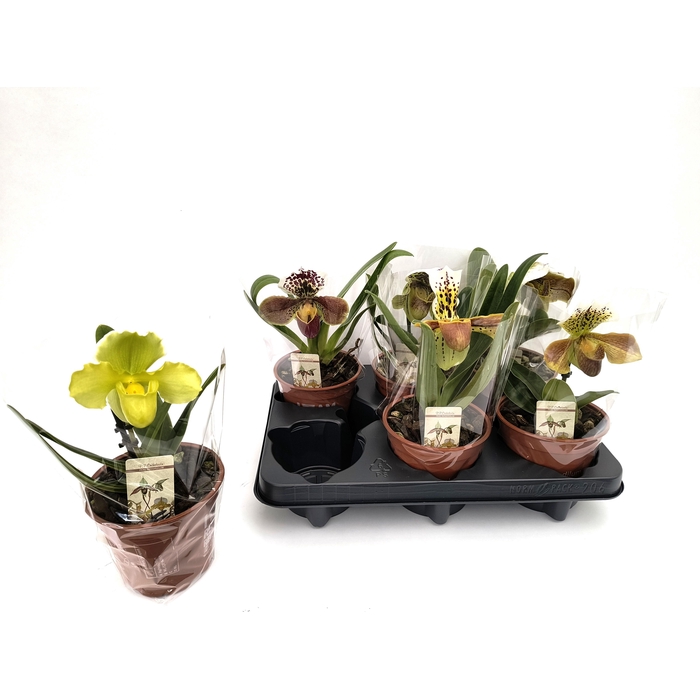 <h4>PAPH AMERIKA HYB GEM</h4>