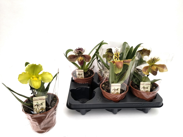 <h4>PAPH AMERIKA HYB GEM</h4>