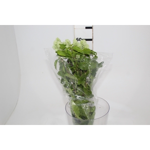 CAMARAO VERDE 050 CM