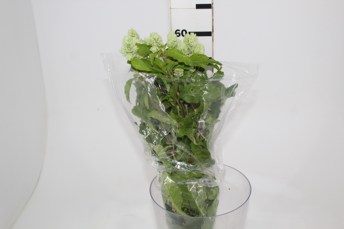 <h4>CAMARAO VERDE 050 CM</h4>