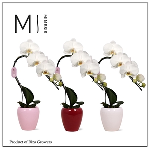 Mimesis Phal. Swan White - 1 spike 7cm in Martine Mix Ceramic