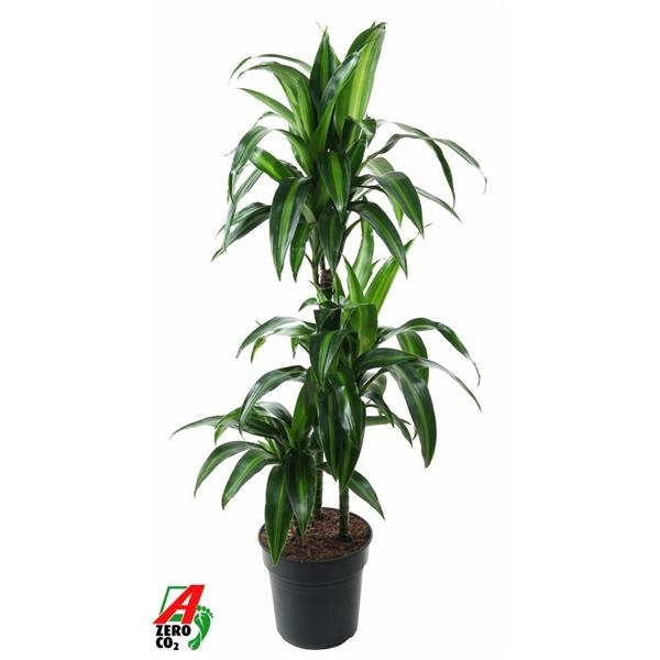 <h4>Dracaena fragrans 'Hawaiian Sunshine' (toef)</h4>