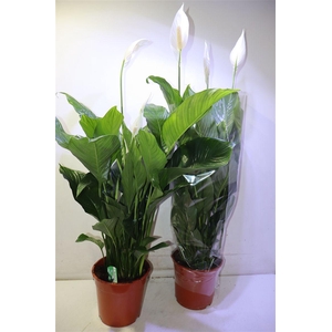 Spath Sweet Lauretta