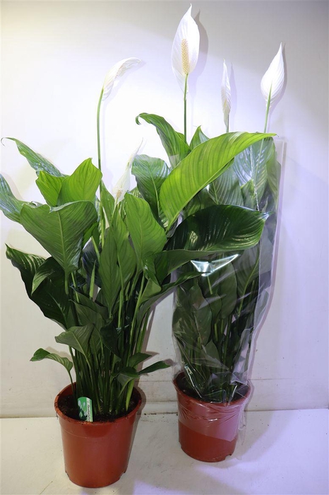 Spath Sweet Lauretta