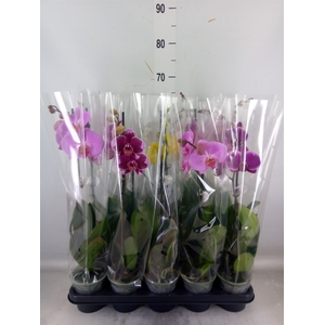 Phalaenopsis   ...