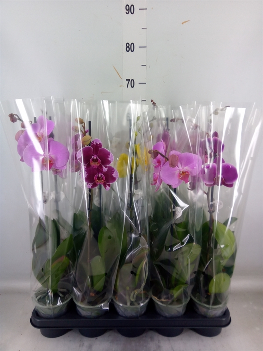 <h4>Phalaenopsis   ...</h4>