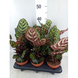 Calathea makoyana