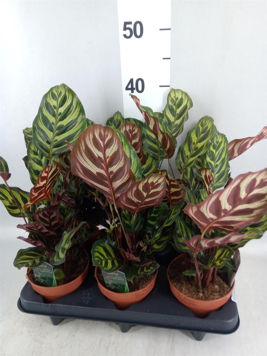 <h4>Calathea makoyana</h4>