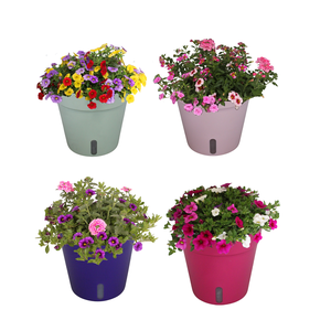 Arr. Perkplanten gekleurde terraspot met waterreservoir (mixlaag diverse kleuren)