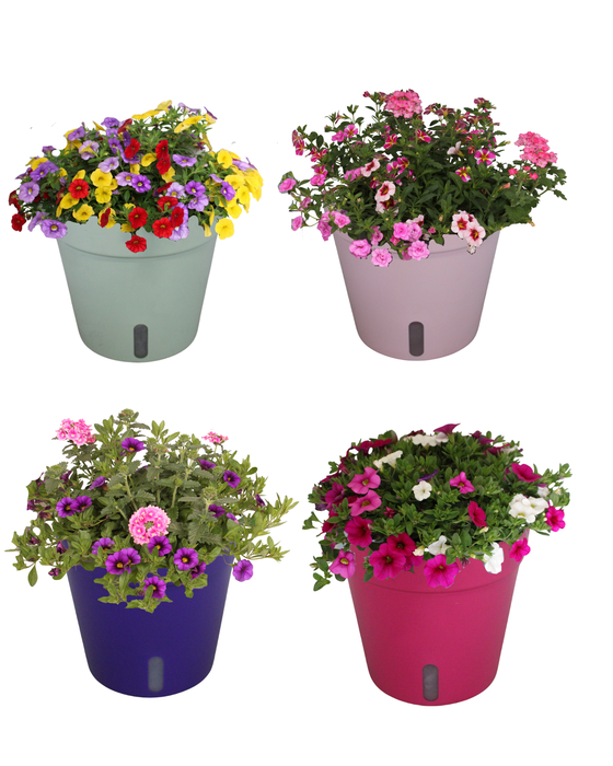 <h4>Arr. Perkplanten gekleurde terraspot met waterreservoir (mixlaag diverse kleuren)</h4>