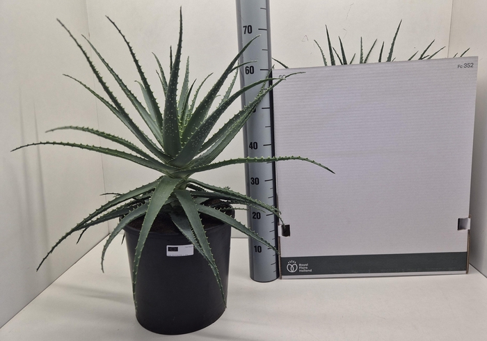 <h4>ALOE ARBORESCENS</h4>