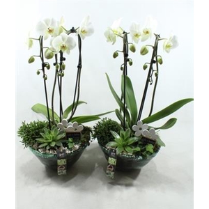 1540 XL BLUE GLAS PHAL