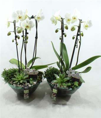 <h4>1540 XL BLUE GLAS PHAL</h4>