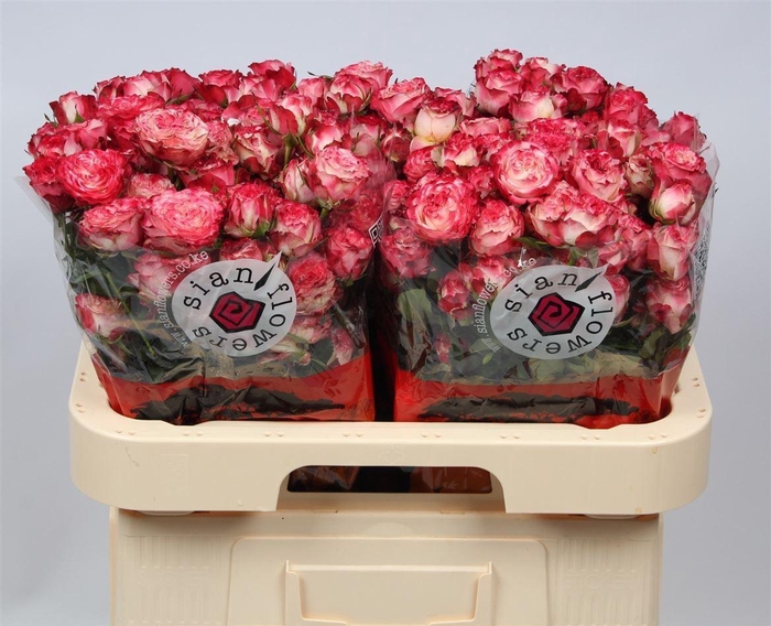 <h4>R Tr Sunset Magic</h4>