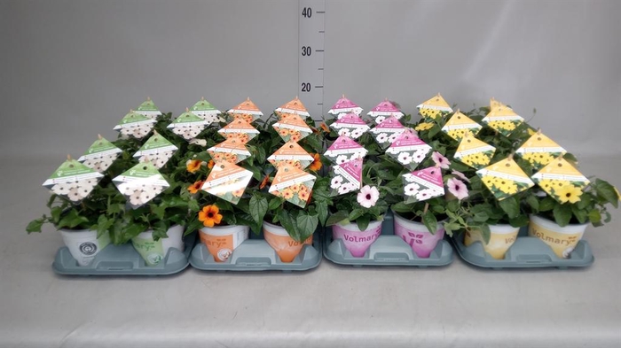 <h4>Thunbergia alata</h4>