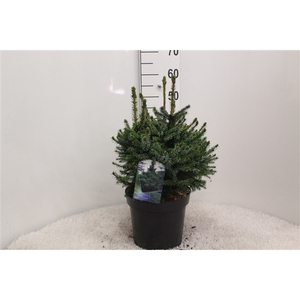 Picea omorika ' Nana' P26 potgekweekt