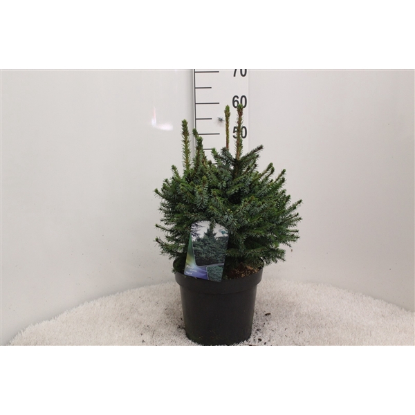 <h4>Picea omorika ' Nana' P26 potgekweekt</h4>