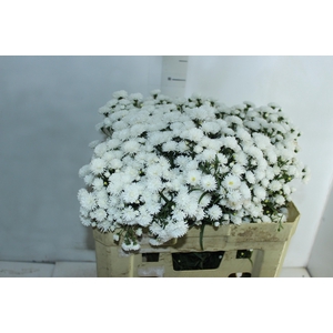 ASTER MARIANA 040 CM