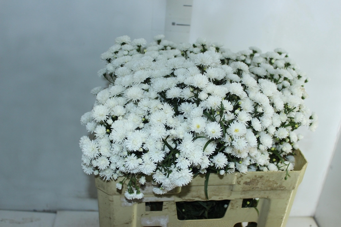 <h4>ASTER MARIANA 060 CM</h4>