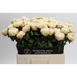 Paeonia Class Act