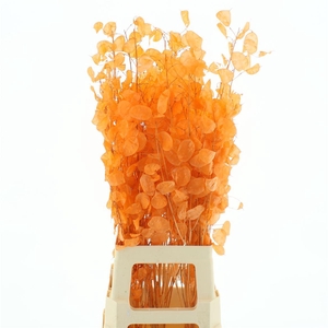 Dried Lunaria Bleached Light Orange Bs