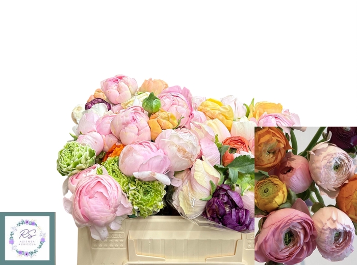 <h4>RANUNCULUS OV</h4>