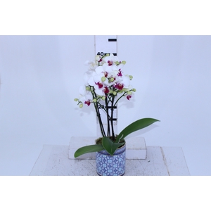 COQ. PLANTAS ORN. T4
