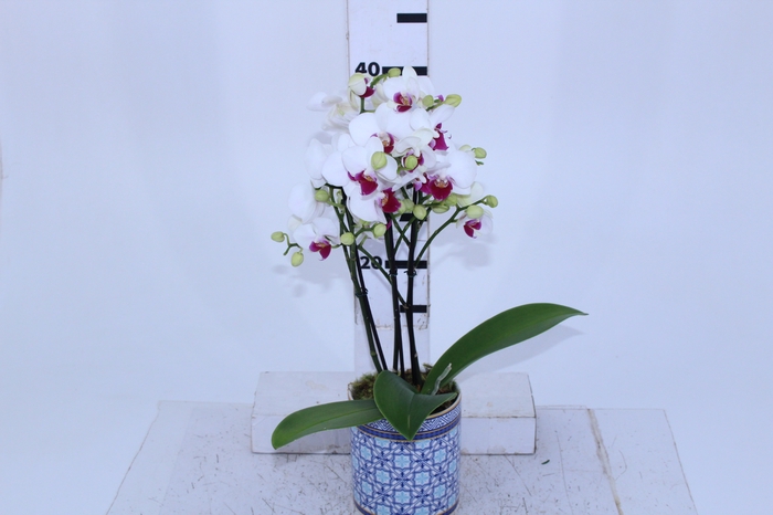 COQ. PLANTAS ORN. T4