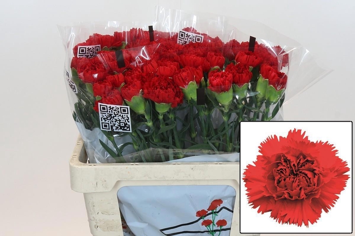 <h4>DI ST ARONA</h4>