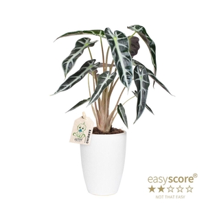 ALOCASIA X AMAZONICA P10 CLASSIC W