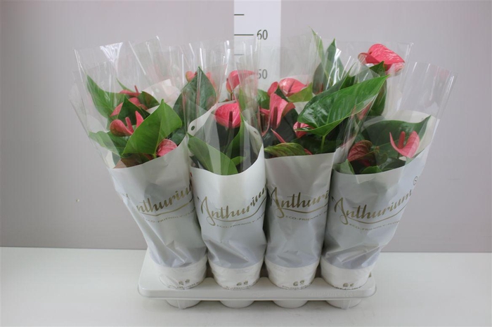 <h4>Anth An Pink Champion A2</h4>