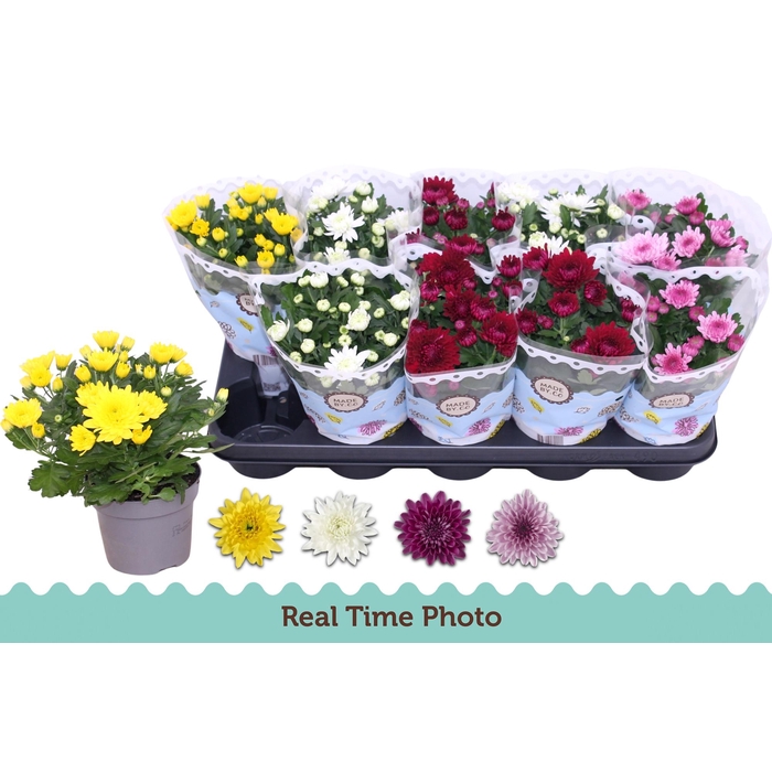 <h4>CHRYS GEVULDBL GEM</h4>