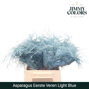 Asparagus 1ste Light blue