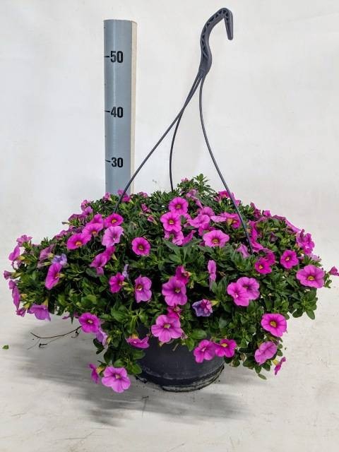 <h4>CALIB MINIF PINK</h4>
