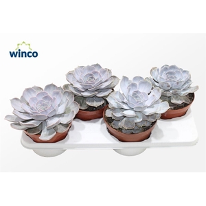 Echeveria Rinionii