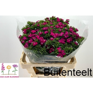 DI BARB AM NEON CHER