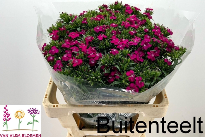 <h4>DI BARB AM NEON CHER</h4>