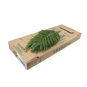 Agloamorpha 70