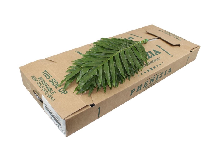 <h4>Agloamorpha 70</h4>