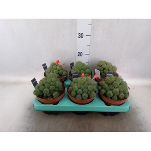 Rebutia muscula