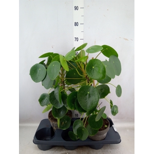 Pilea peperomoides