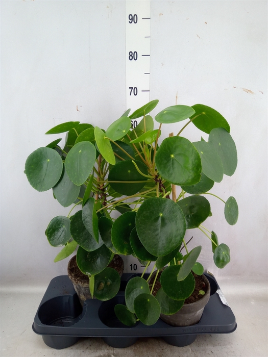 <h4>Pilea peperomoides</h4>