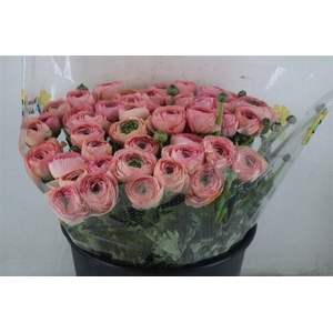 Ran Cloni Sup Venere