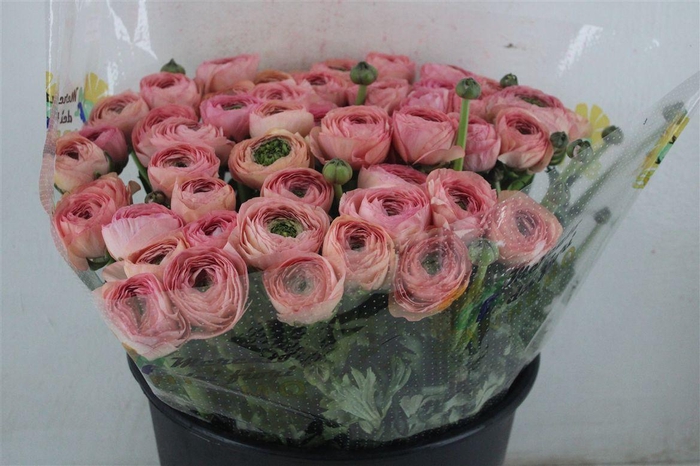 <h4>Ran Cloni Sup Venere</h4>