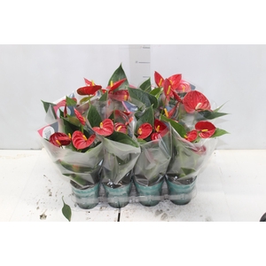 ANTHURIUM RED SUCCESS P09
