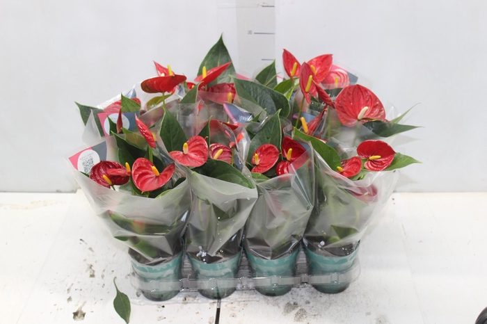 <h4>ANTHURIUM RED SUCCESS P09</h4>