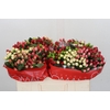 Hypericum Rainbow Romance