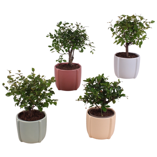 <h4>Bonsai Indoor Mix Ø 9cm Ball Shape in Ø12cm Ceramic CC461</h4>